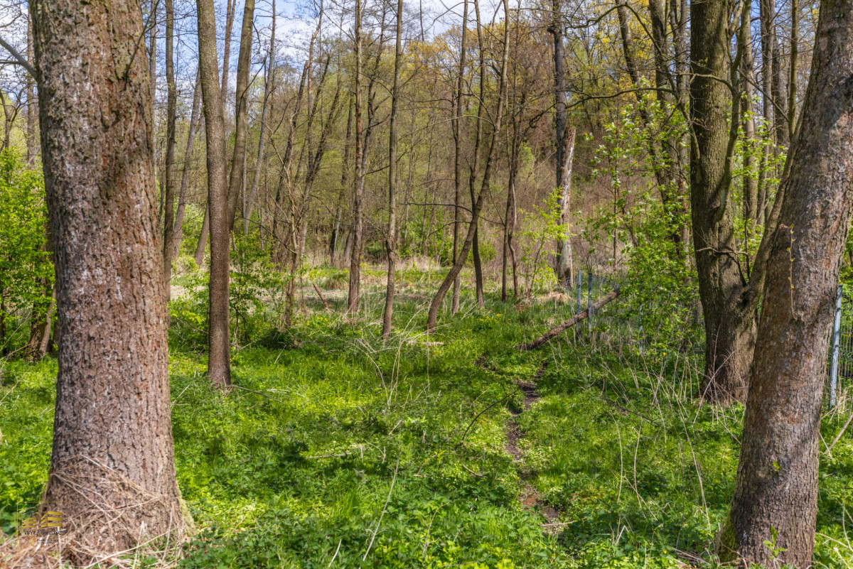 Działka pod lasem